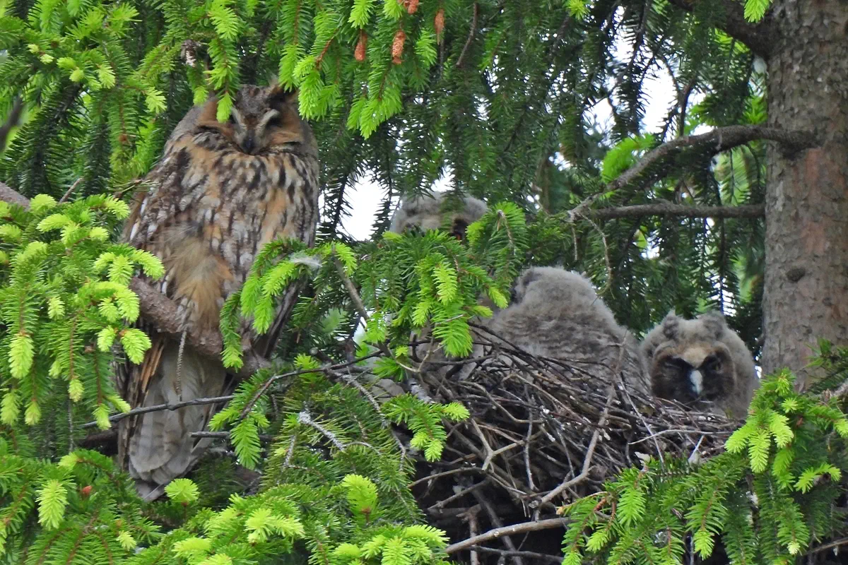 Waldohreule mit Jungvögeln