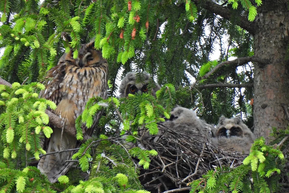 Waldohreule mit Jungvögeln