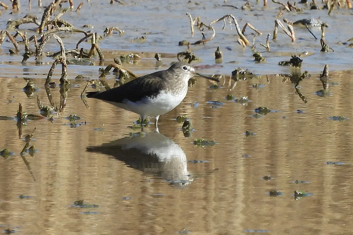 Waldwasserläufer