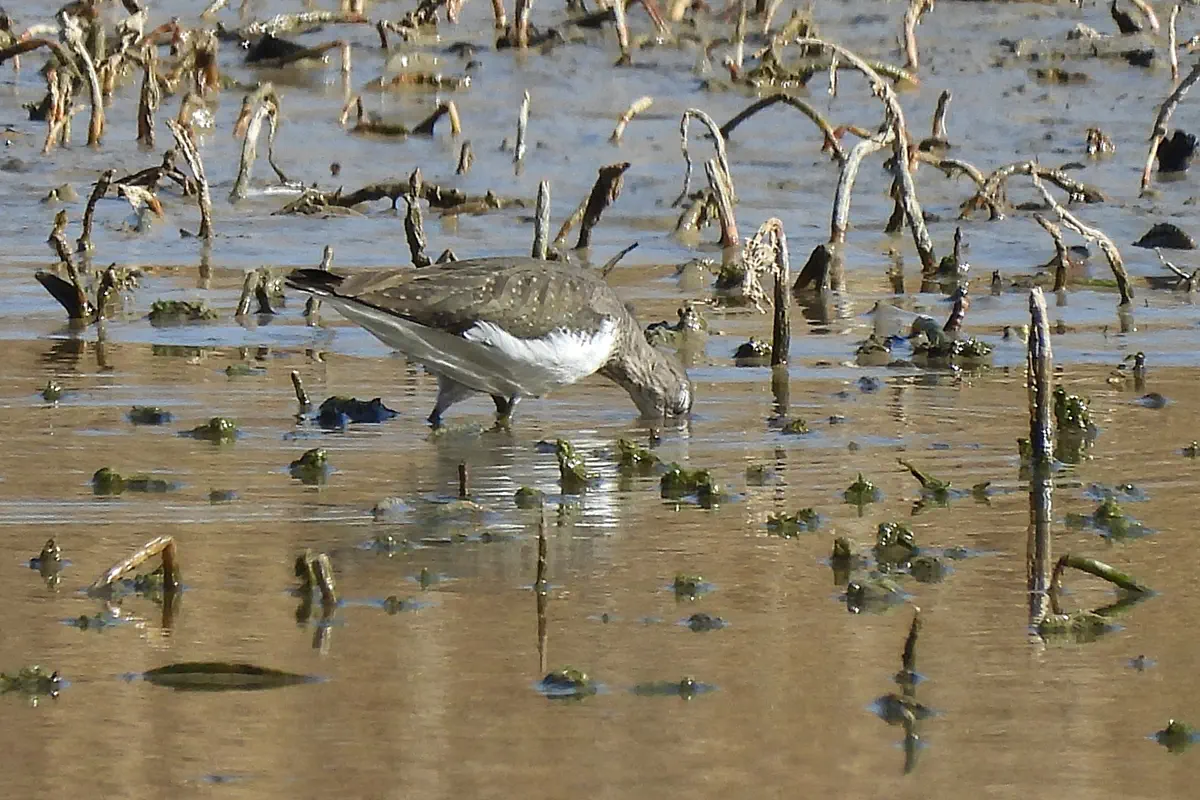 Waldwasserläufer
