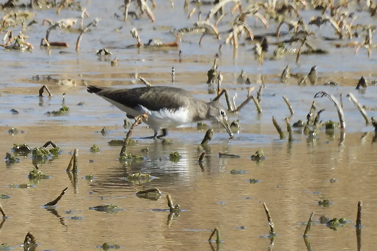 Waldwasserläufer