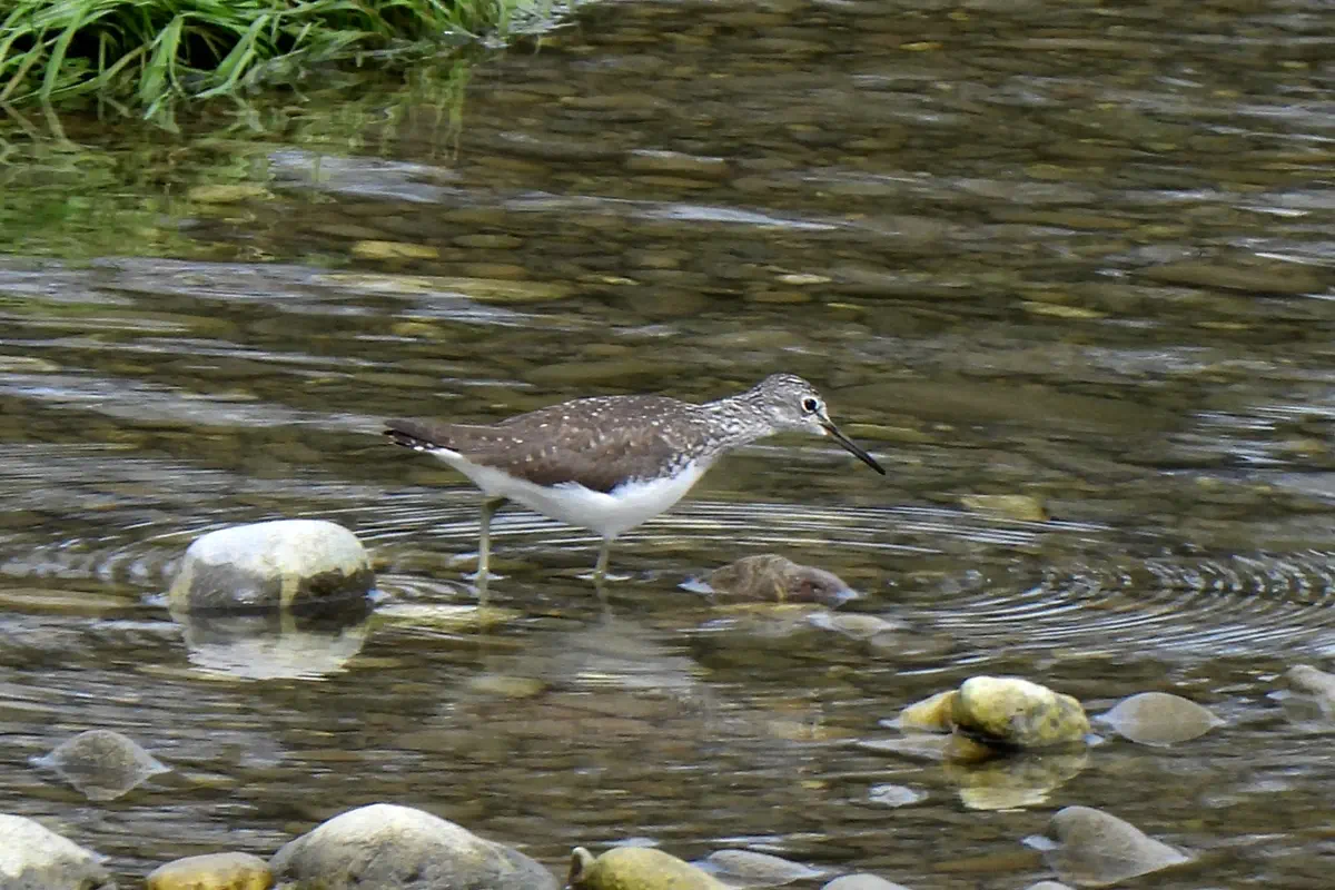 Waldwasserläufer
