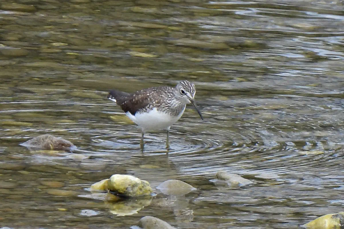 Waldwasserläufer