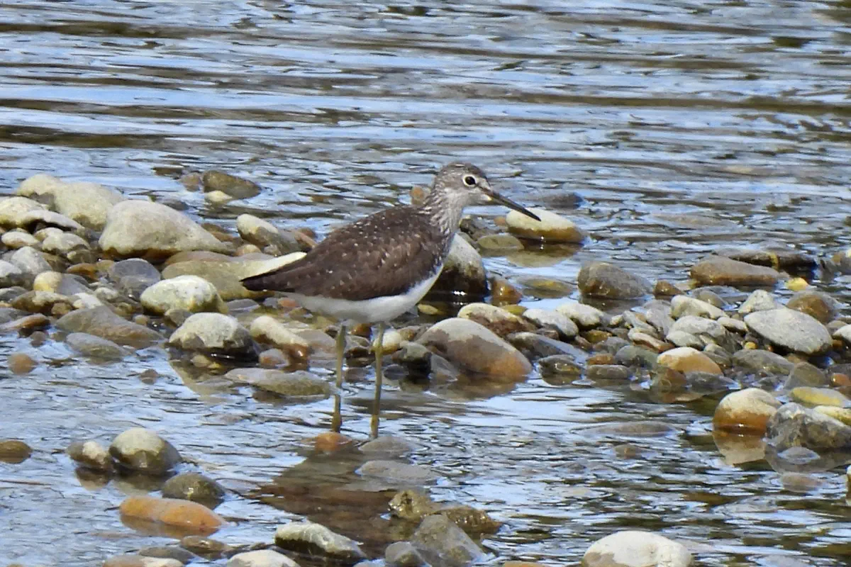 Waldwasserläufer