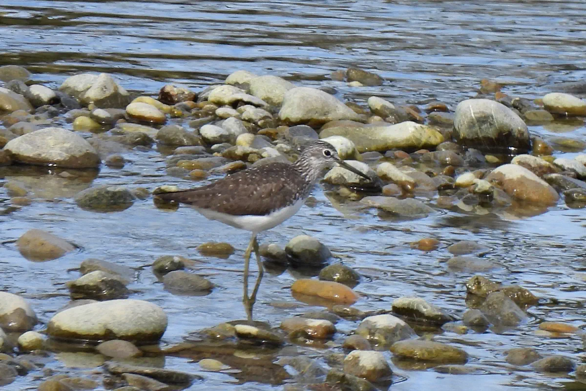 Waldwasserläufer