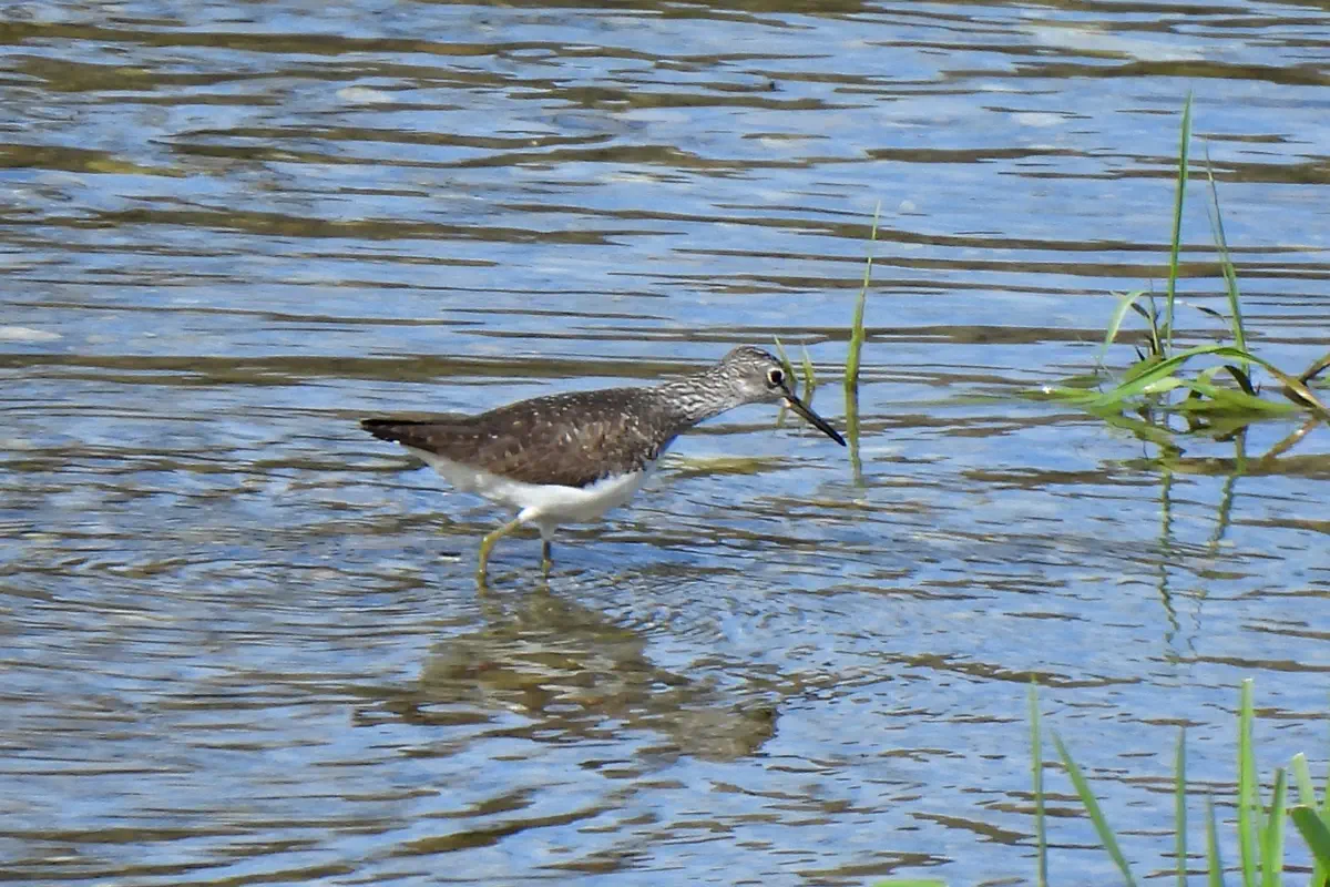 Waldwasserläufer