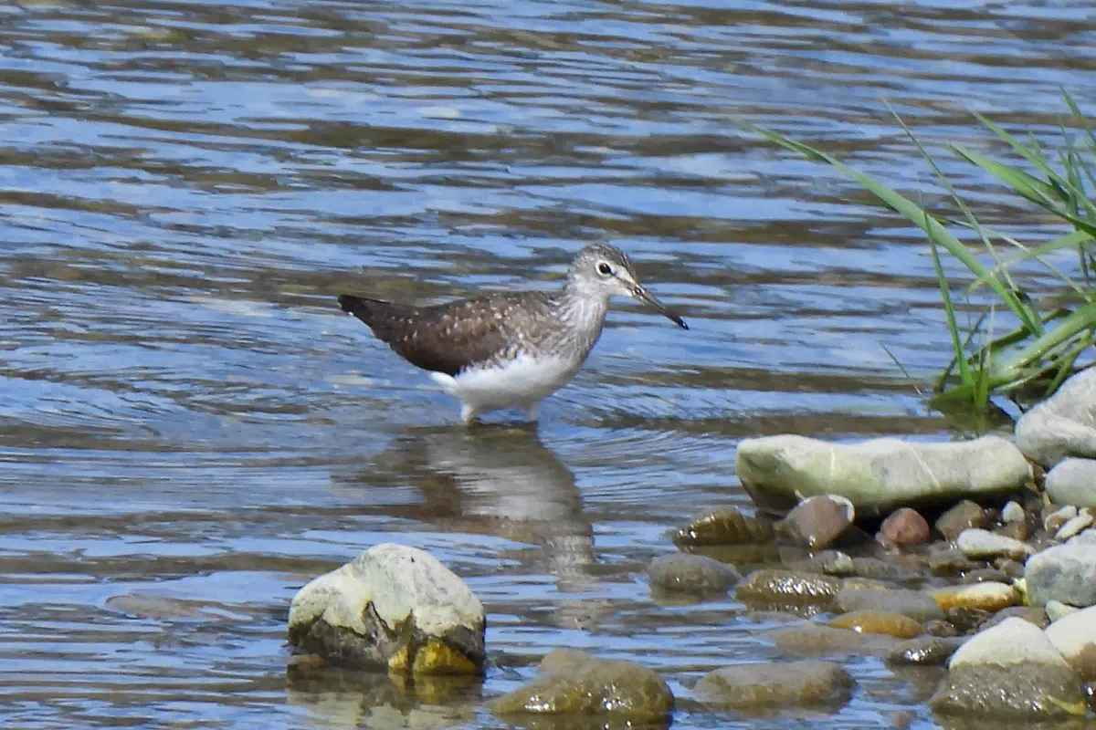 Waldwasserläufer