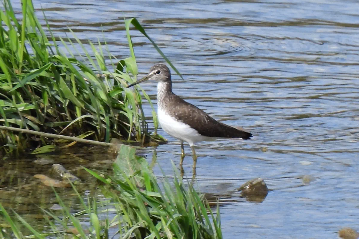 Waldwasserläufer