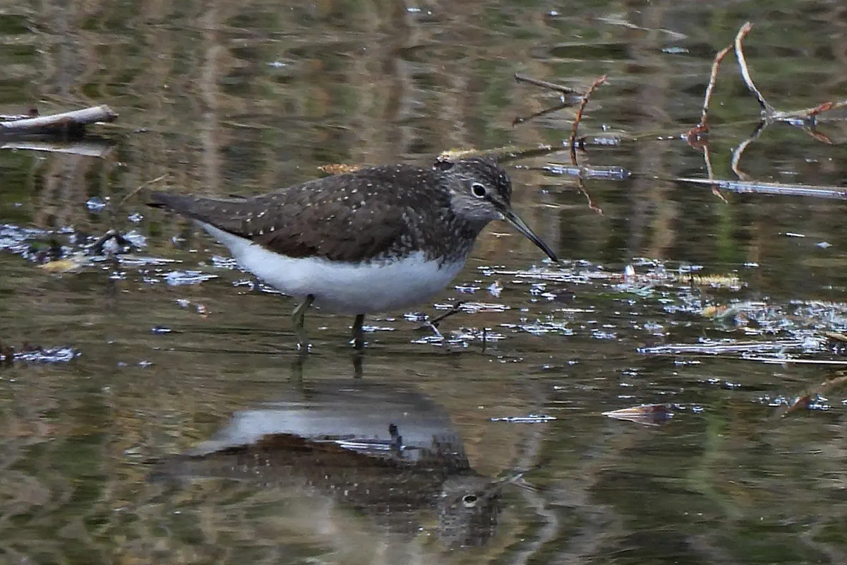 Waldwasserläufer
