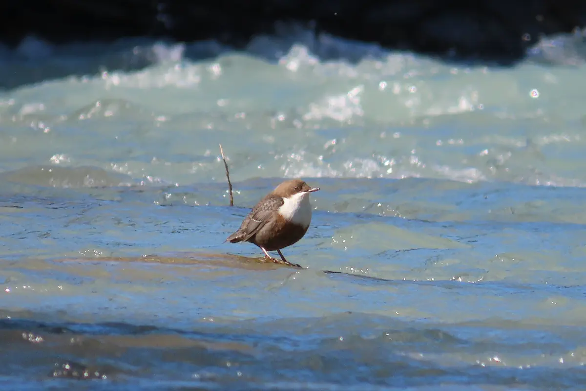 Wasseramsel