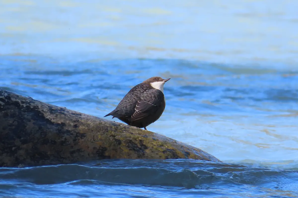 Wasseramsel