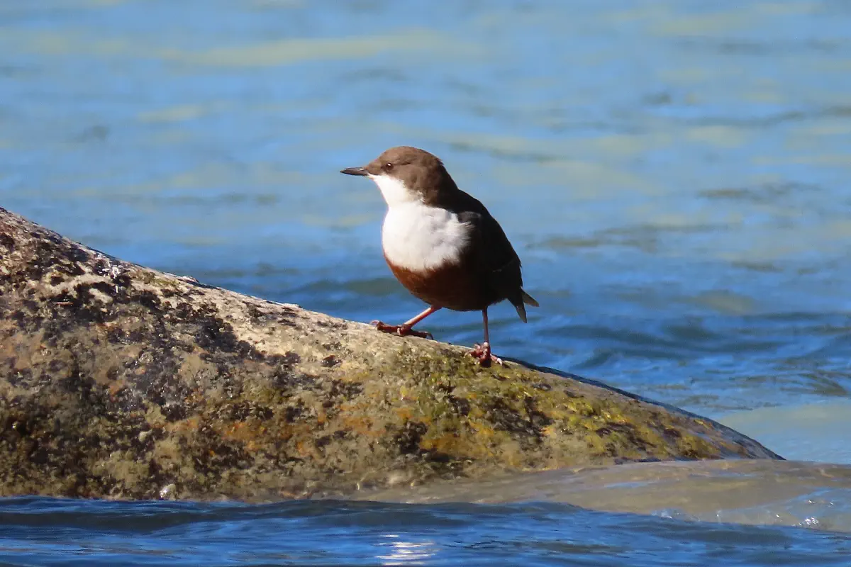 Wasseramsel