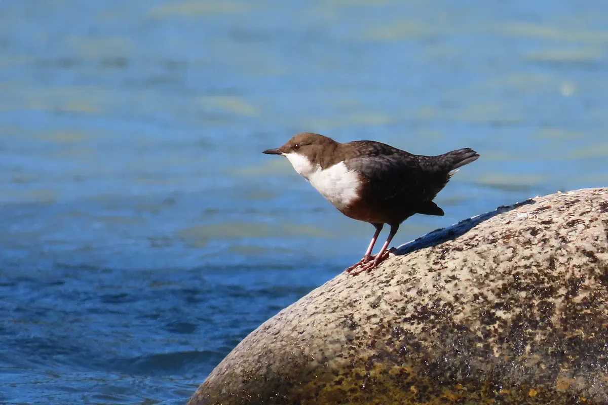 Wasseramsel