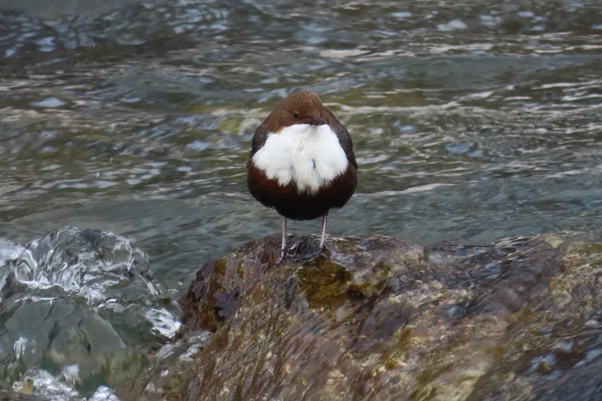 Wasseramsel