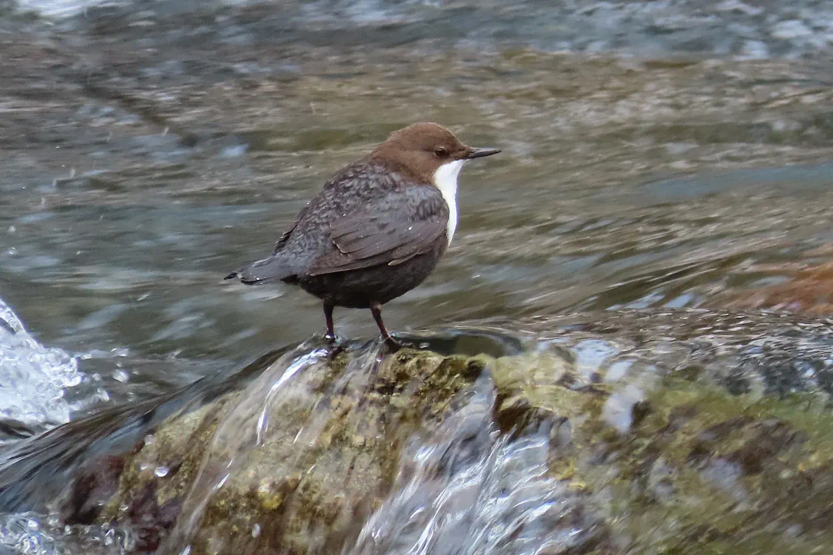 Wasseramsel