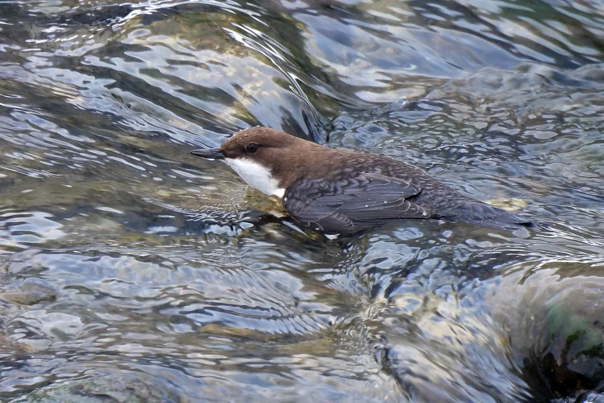 Wasseramsel