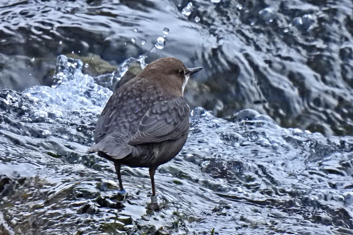 Wasseramsel