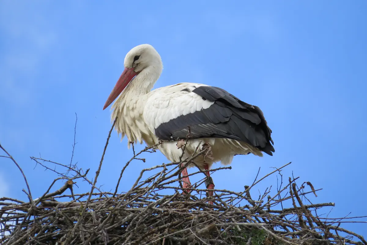 Weissstorch