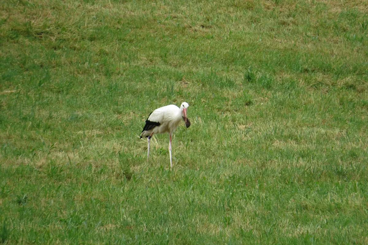 Weissstorch
