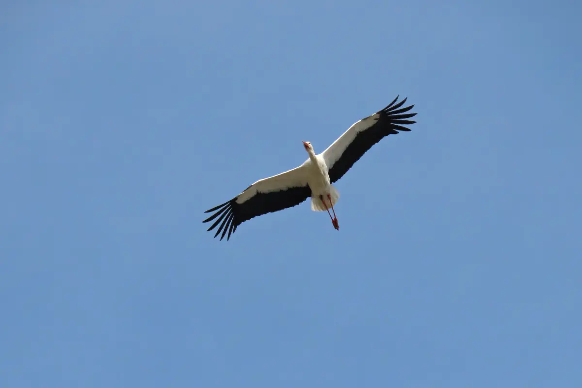 Weissstorch