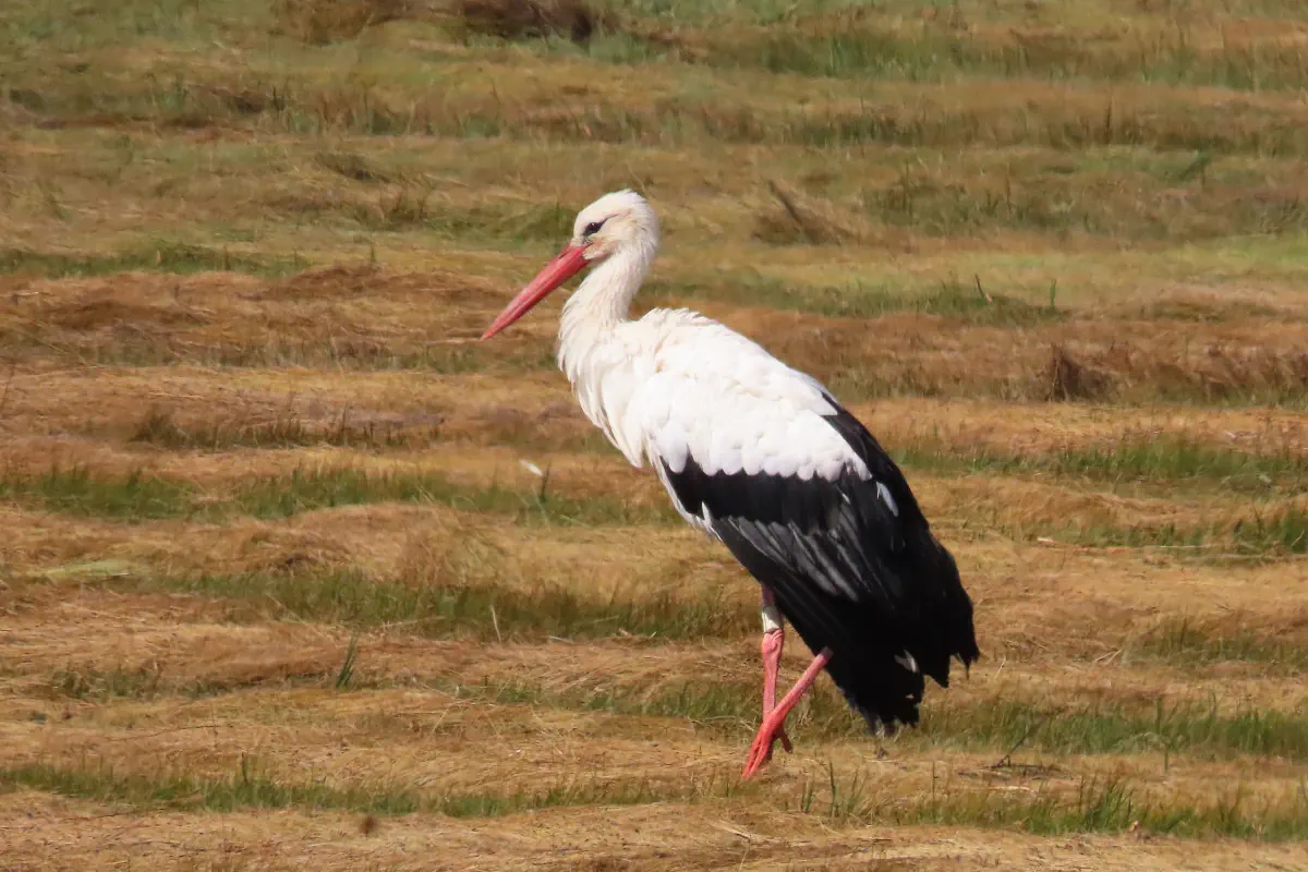 Weissstorch