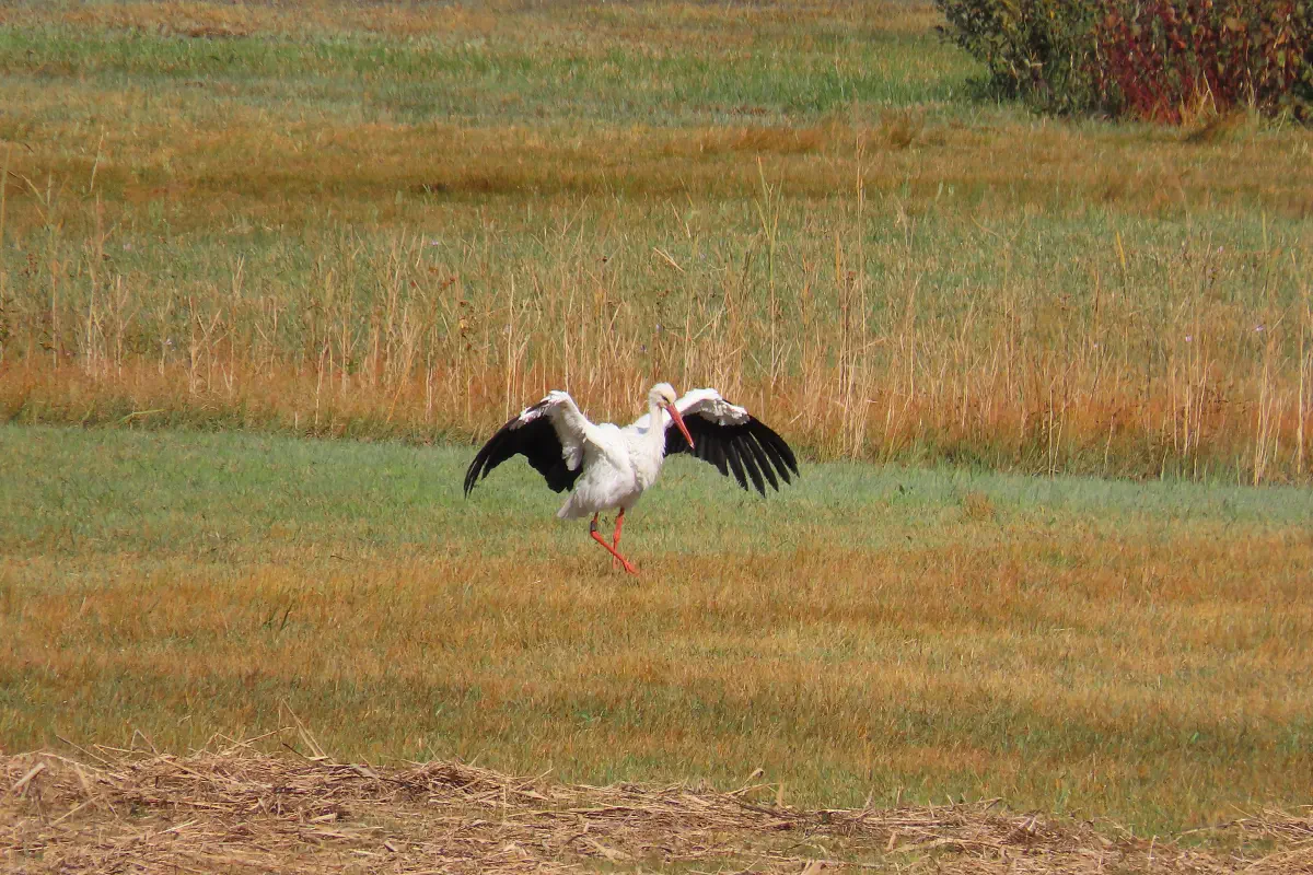 Weissstorch
