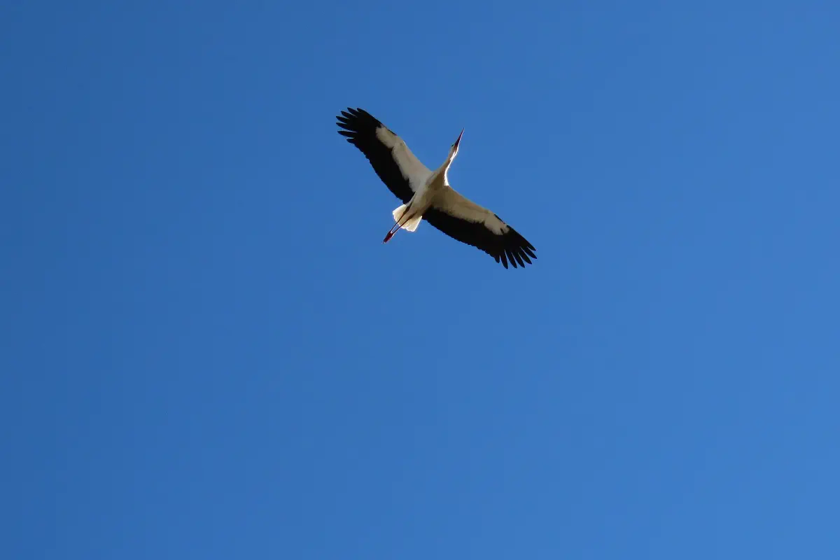 Weissstorch