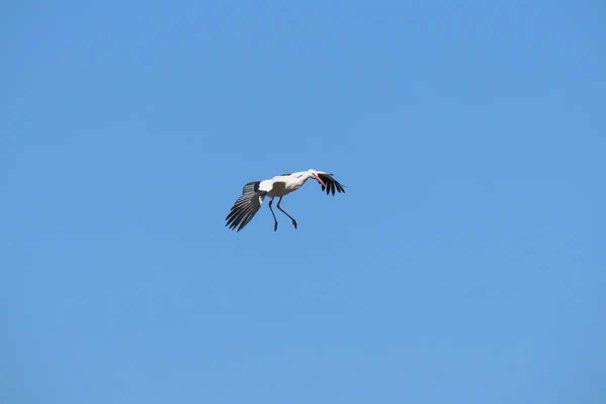 Weissstorch