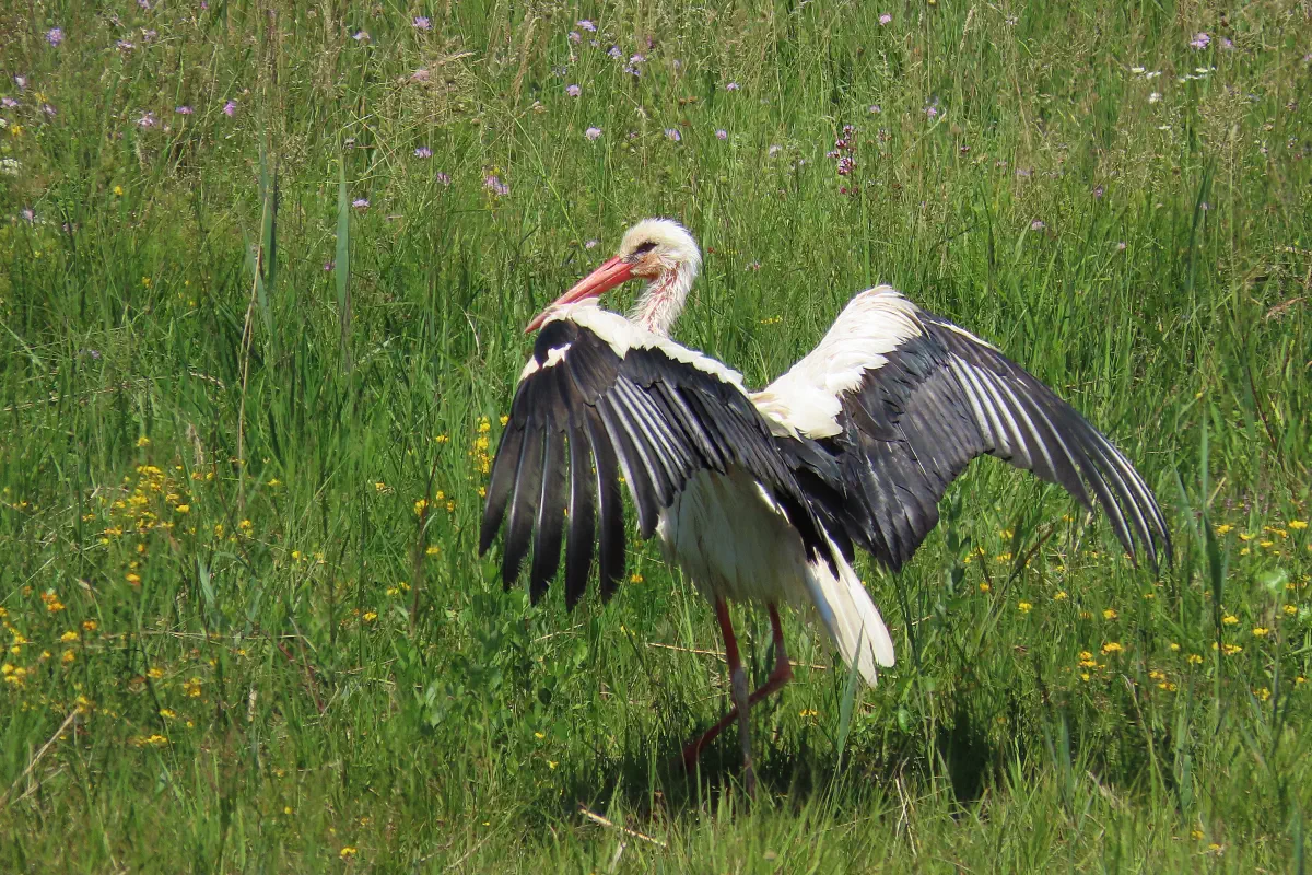Weissstorch