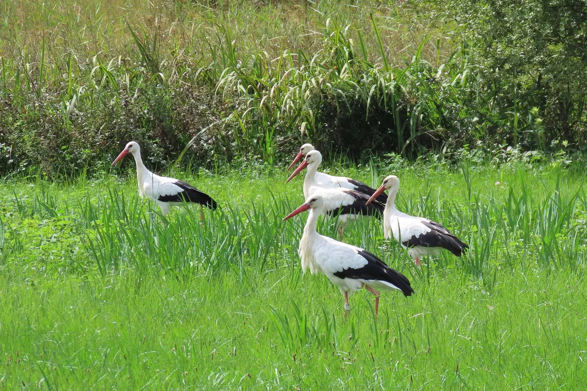 Weissstorch