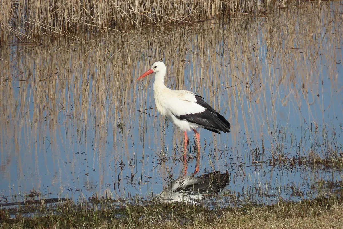 Weissstorch