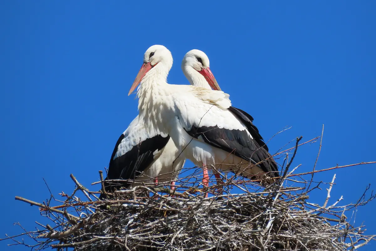 Weissstorch