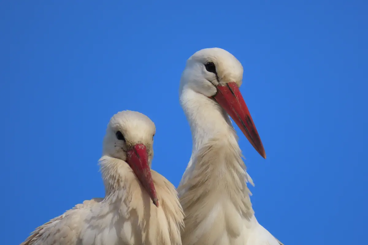 Weissstorch