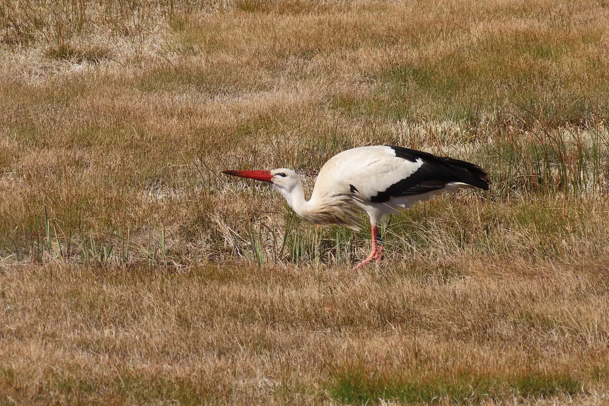 Weissstorch