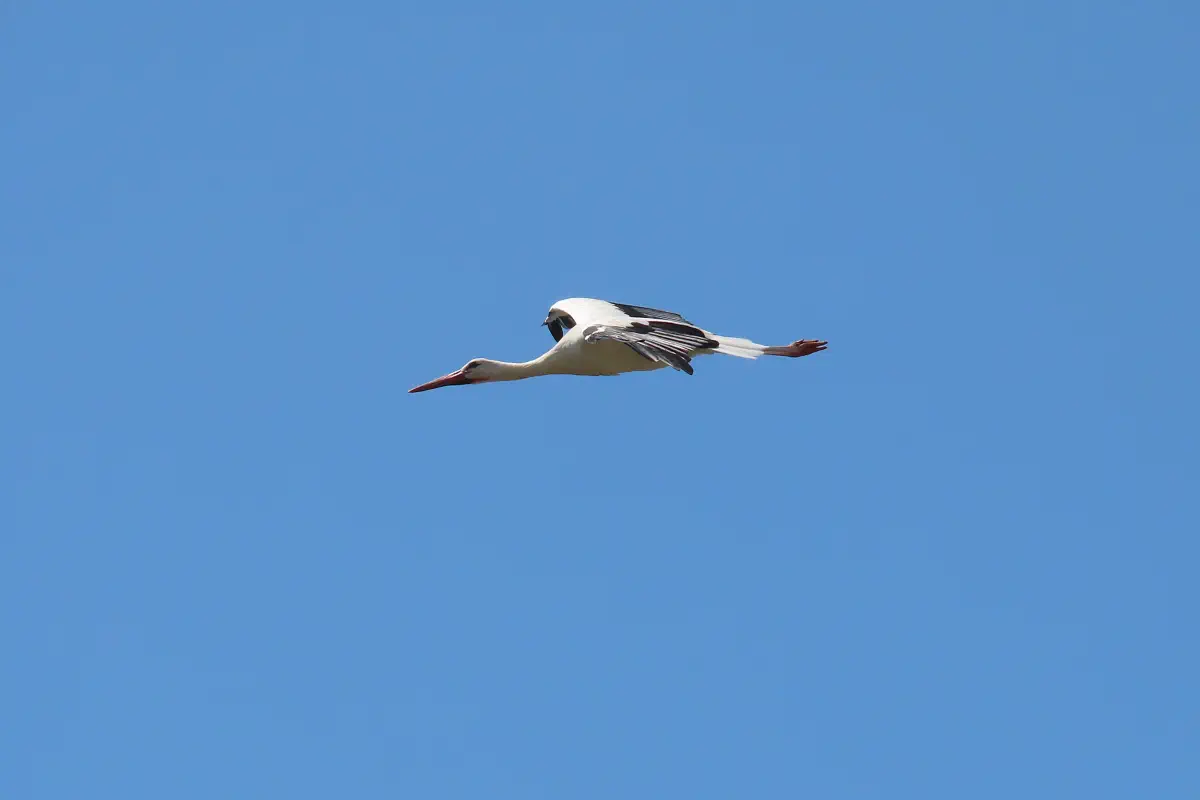 Weissstorch