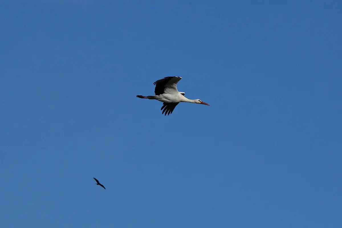 Weissstorch