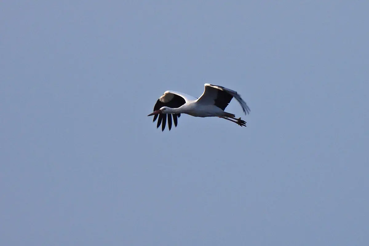 Weissstorch