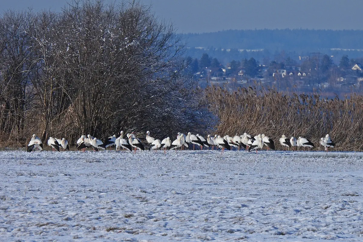 Weissstorch