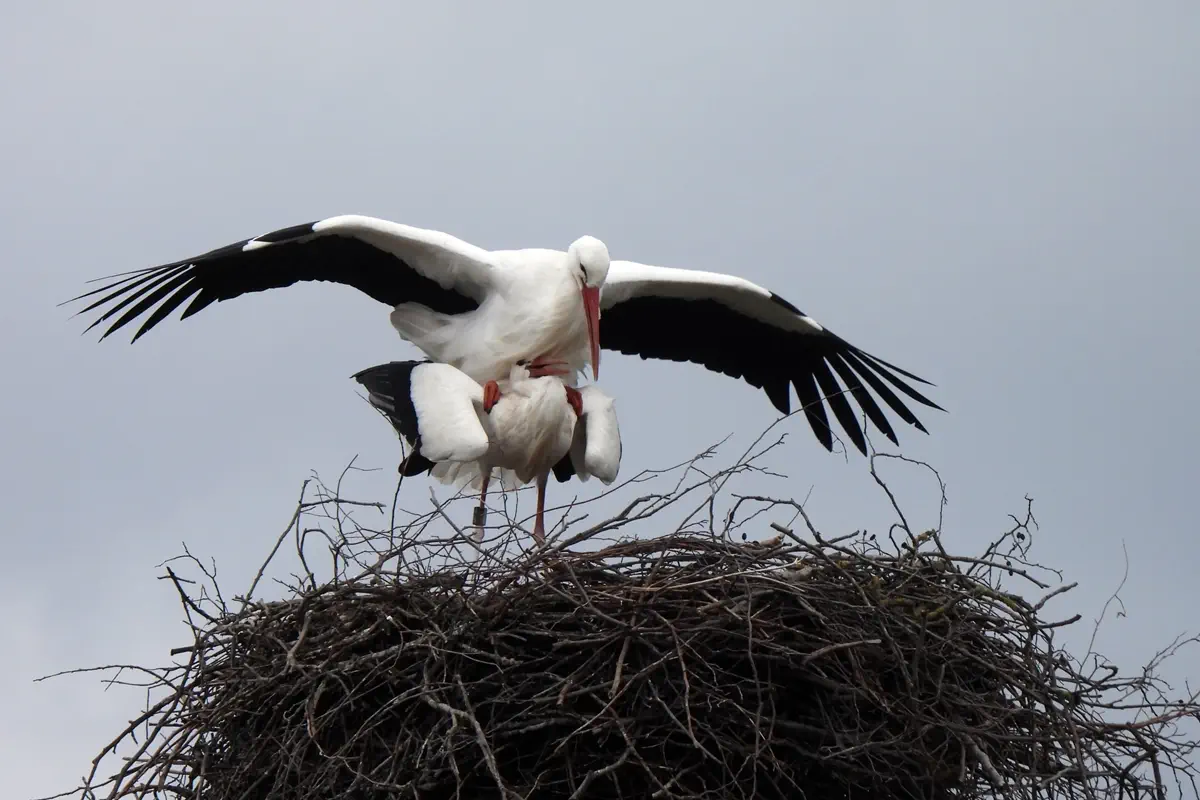 Weissstorch