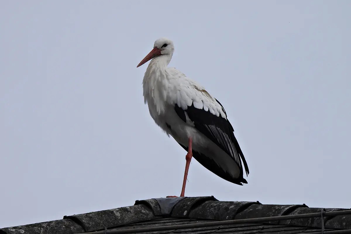 Weissstorch