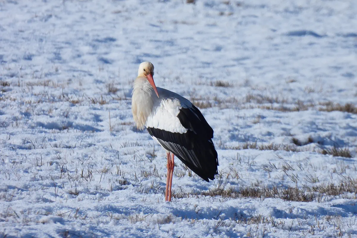 Weissstorch