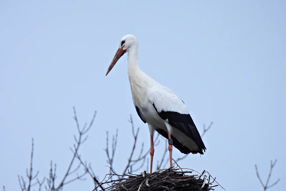 Weissstorch