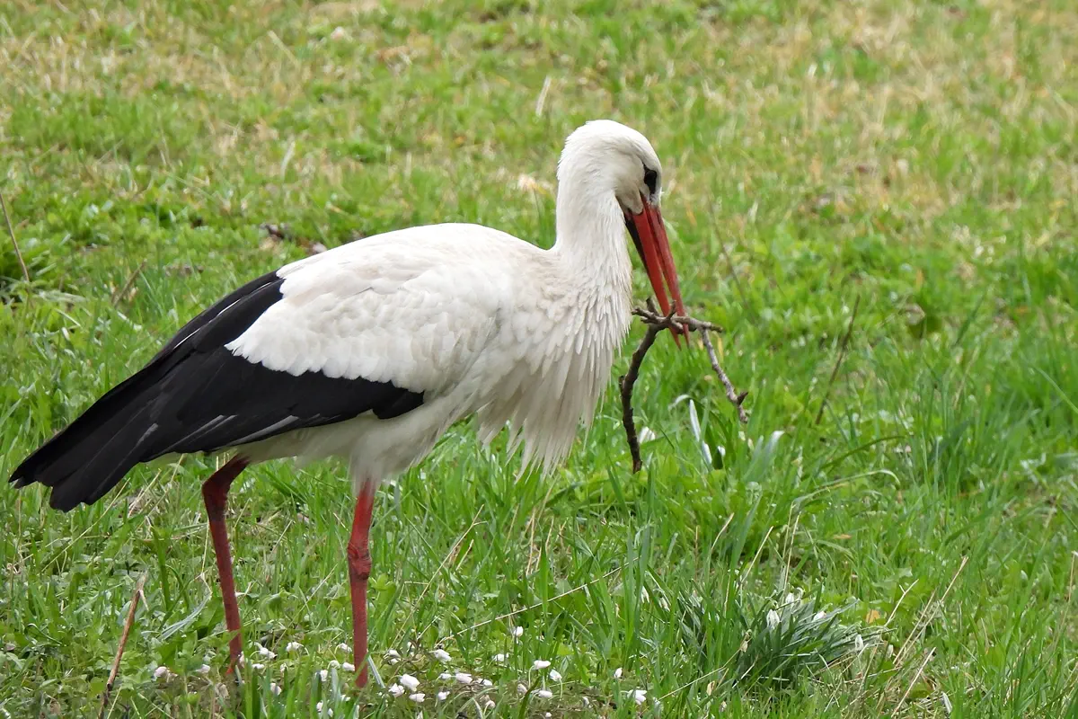 Weissstorch