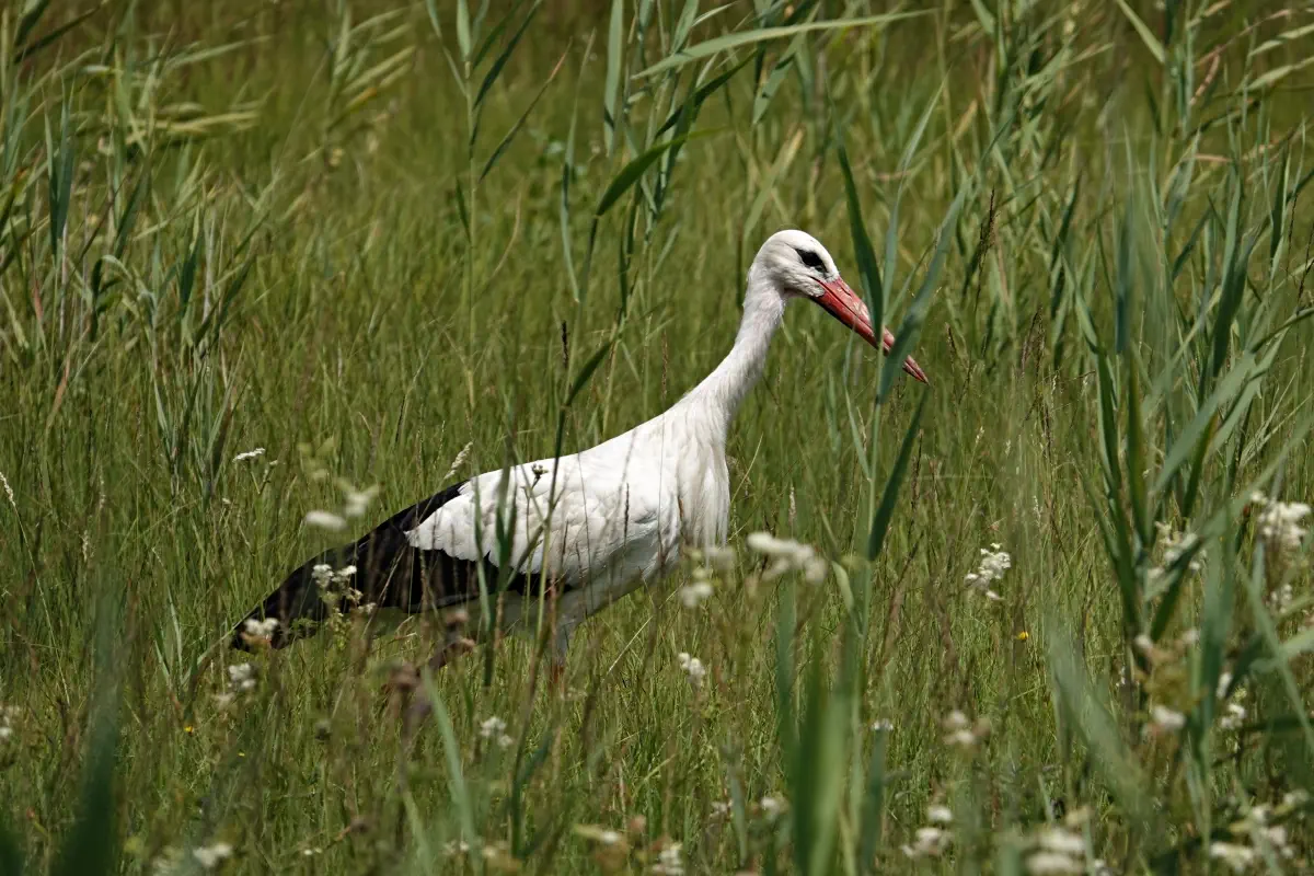 Weissstorch