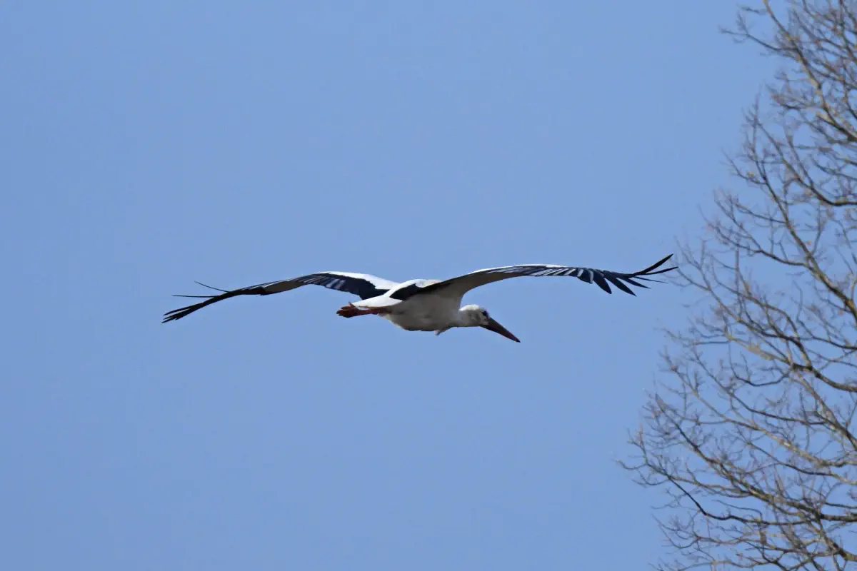 Weissstorch