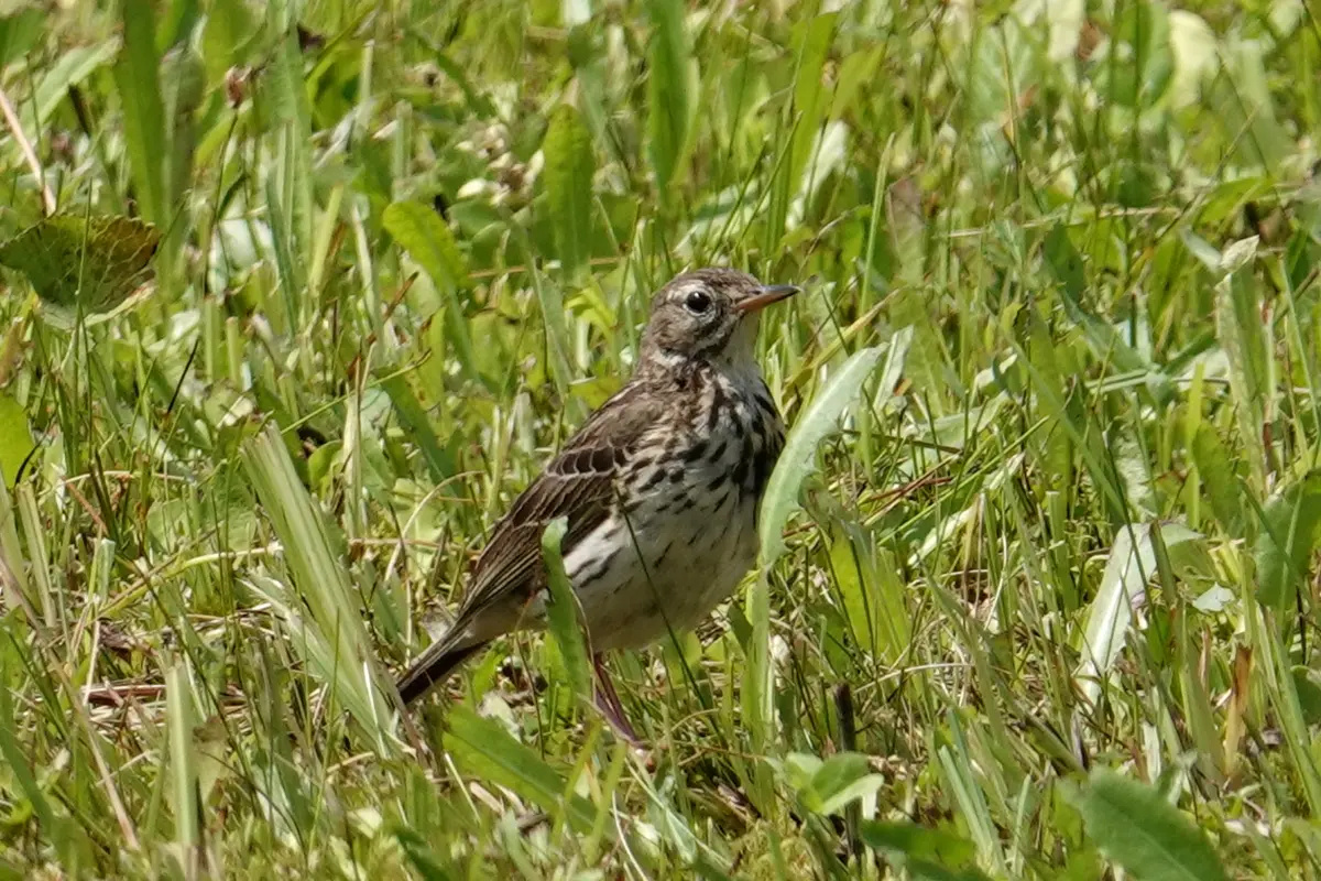 Wiesenpieper
