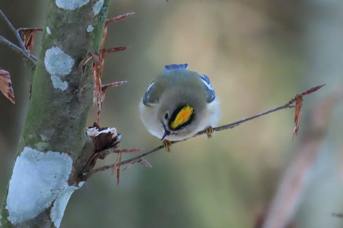 Wintergoldhähnchen
