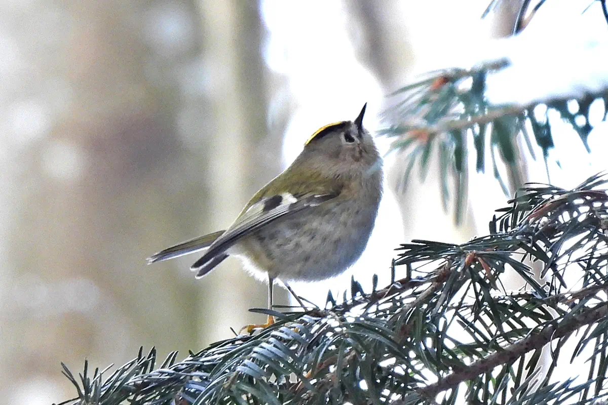 Wintergoldhähnchen