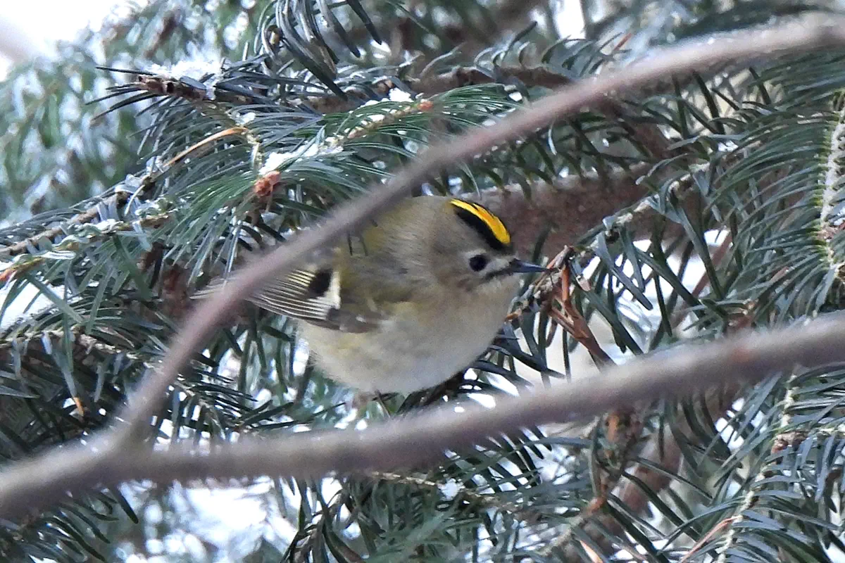 Wintergoldhähnchen
