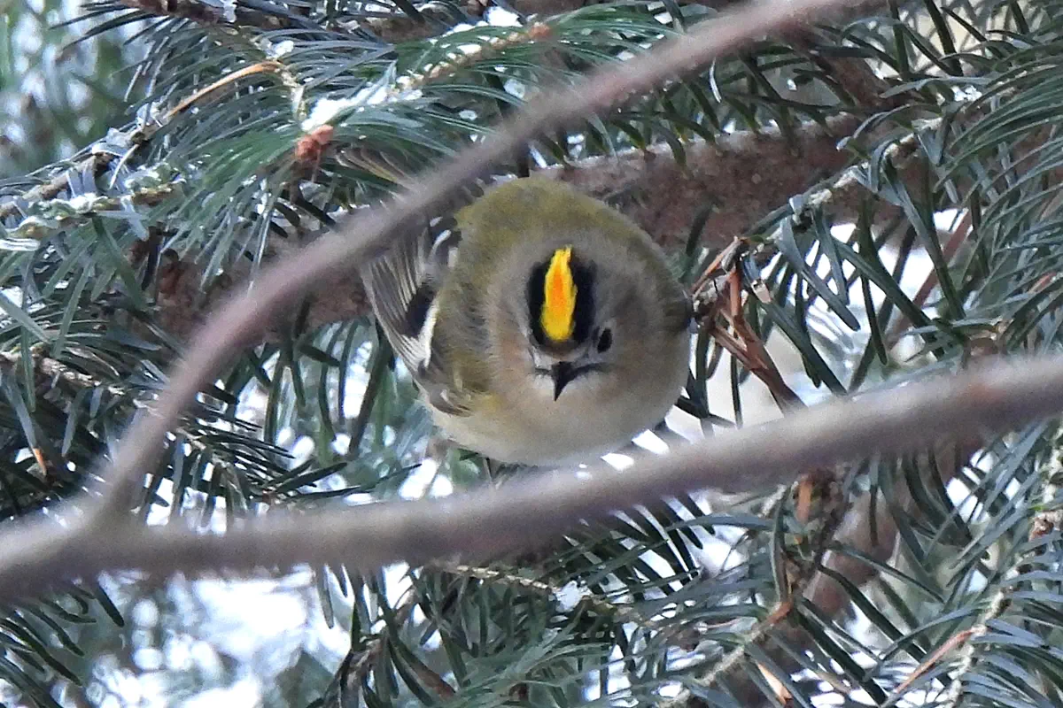 Wintergoldhähnchen